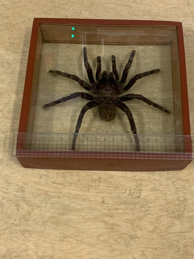 クモ標本 ガラスケース入り約20cm　巨大タランチュラ17cm×17cm