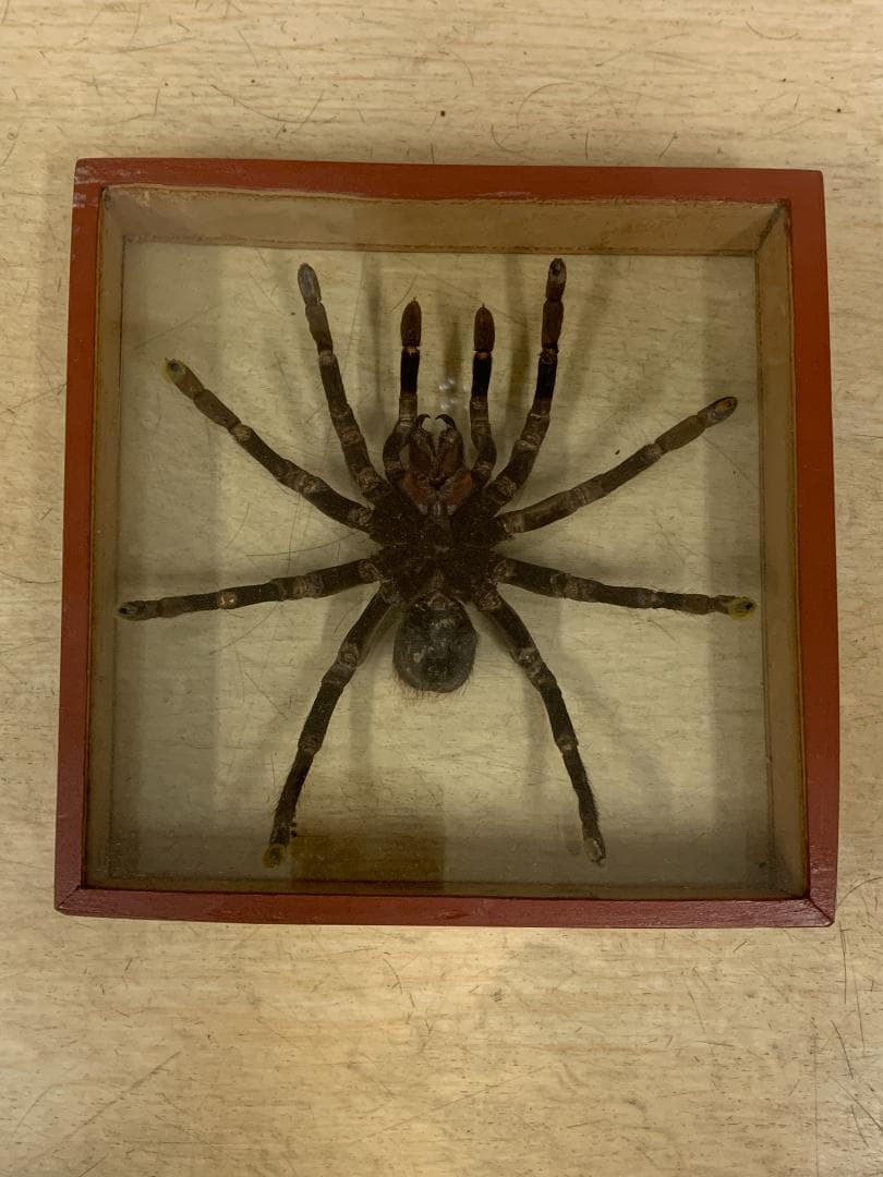 クモ標本 ガラスケース入り約20cm　巨大タランチュラ17cm×17cm