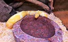 爬虫類　水 エサ入れ　19