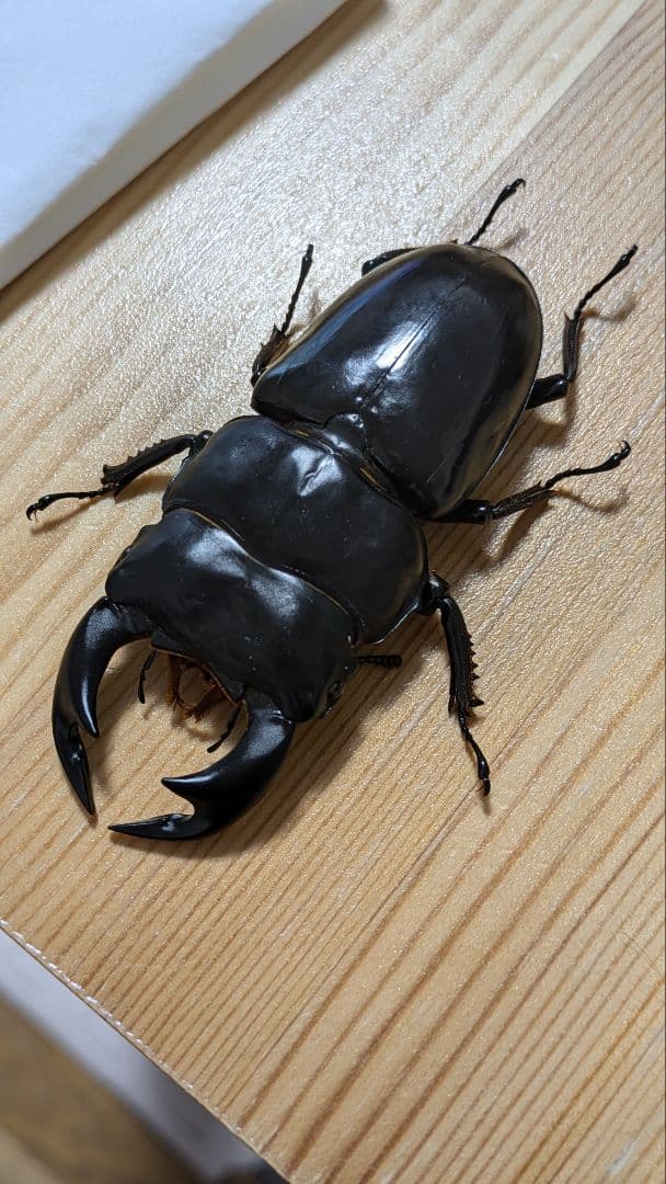 アンタエウスオオクワガタ　85mmペア