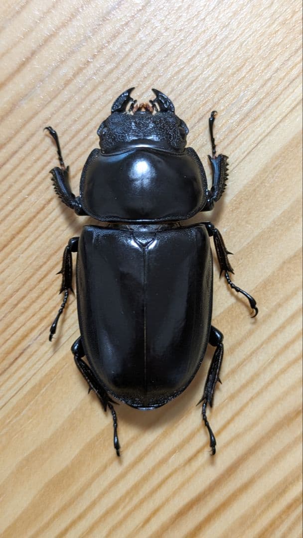 アンタエウスオオクワガタ　85mmペア