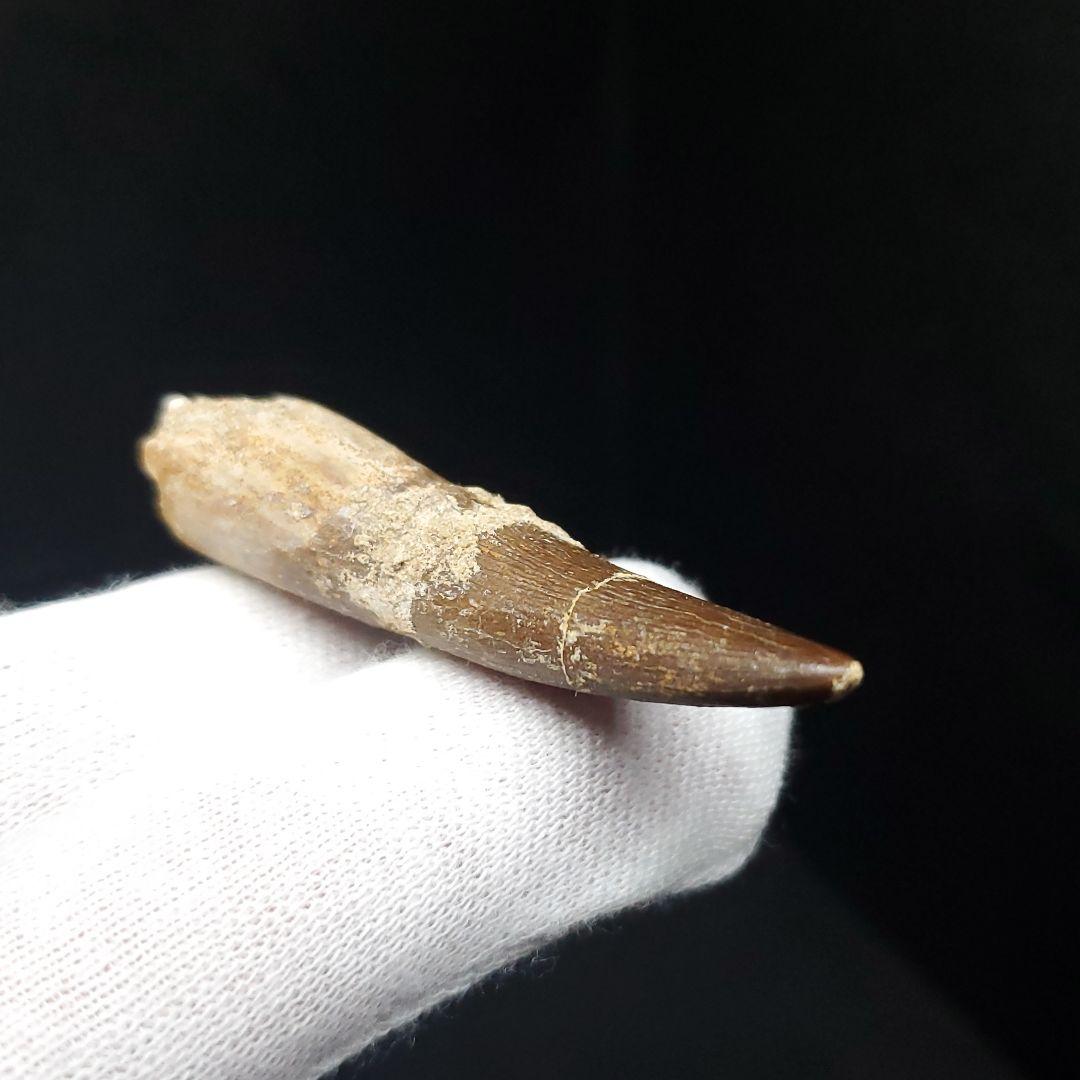 プレシオサウルス 化石 歯 本物 モロッコ産 48mm ケース付 pr112
