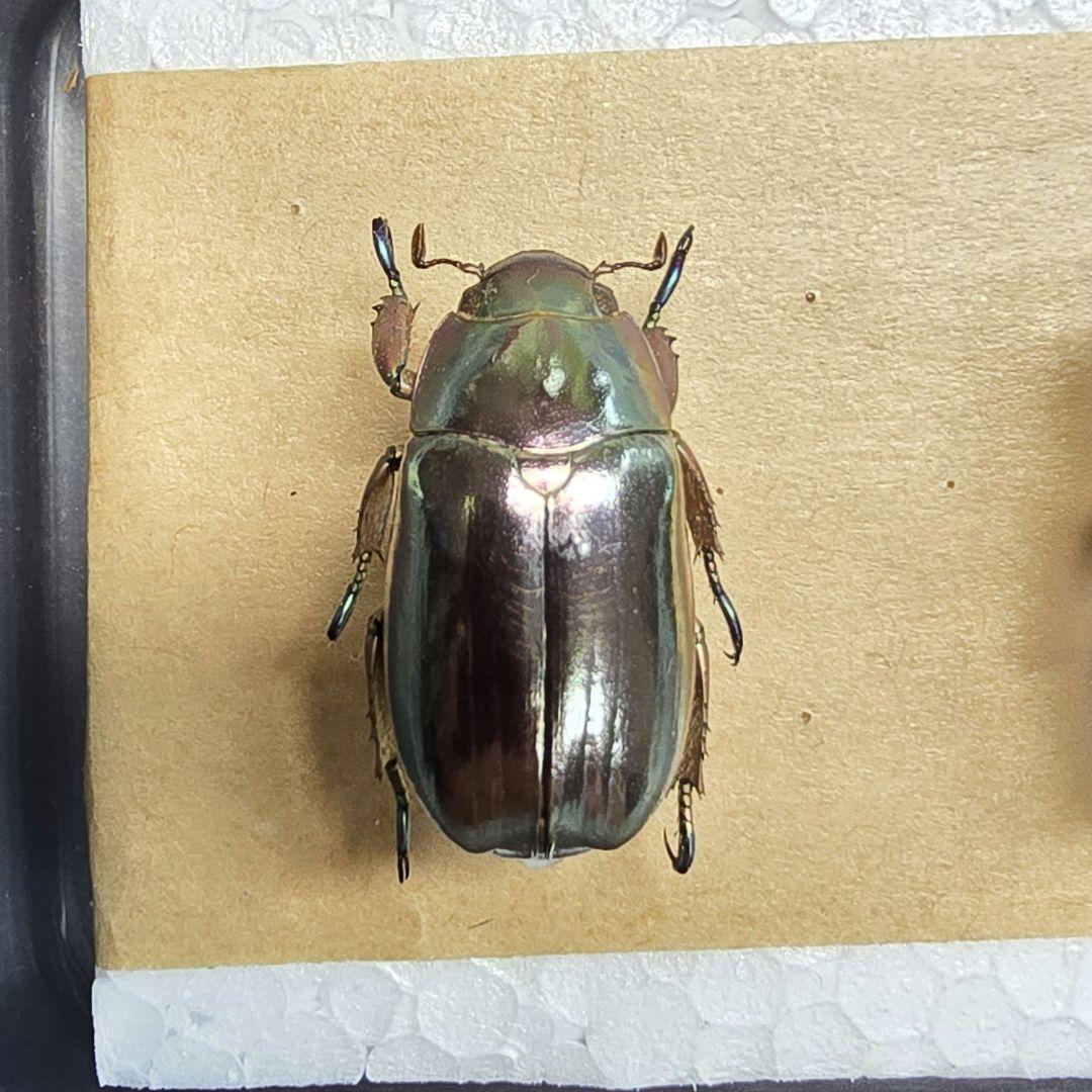 プラチナコガネ標本２頭セット