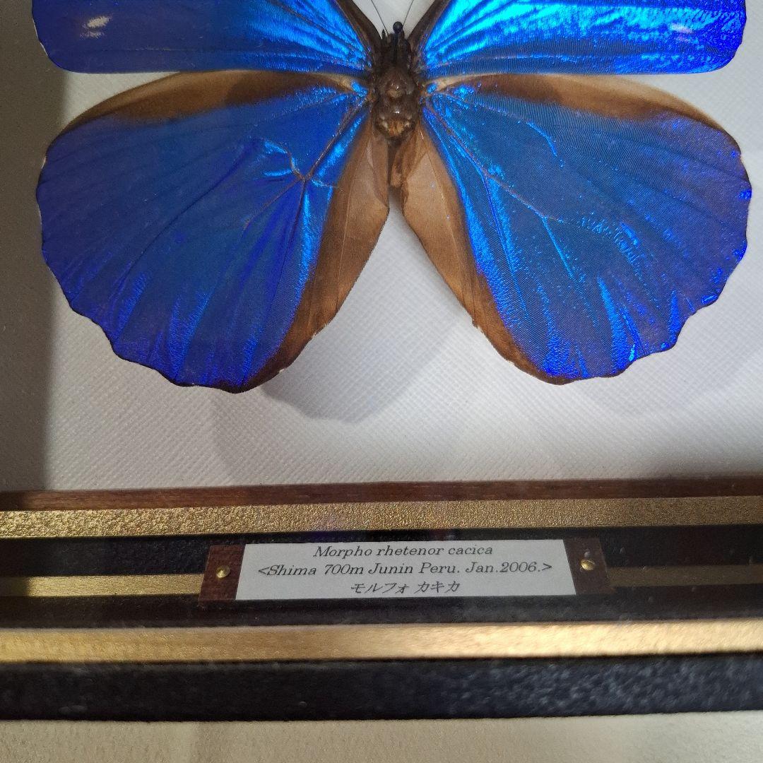 カキカモルフォ　標本　専門的な箱