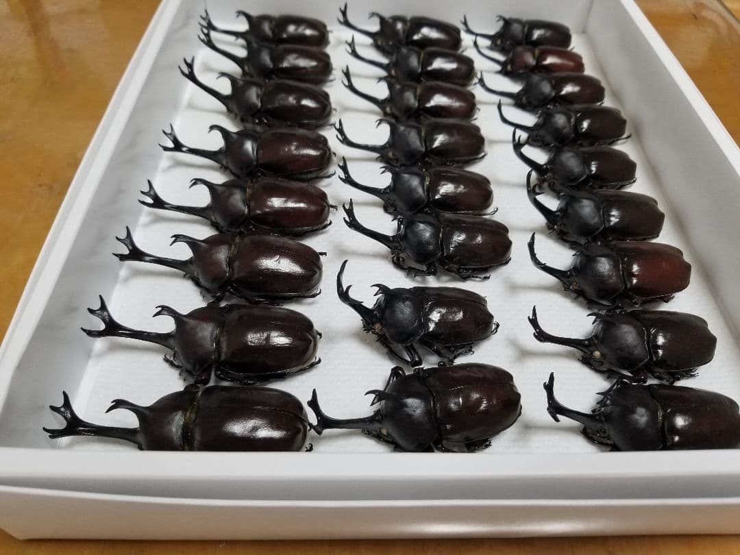 標本　カブトムシ　A~A\"品 ♂️52♀️1