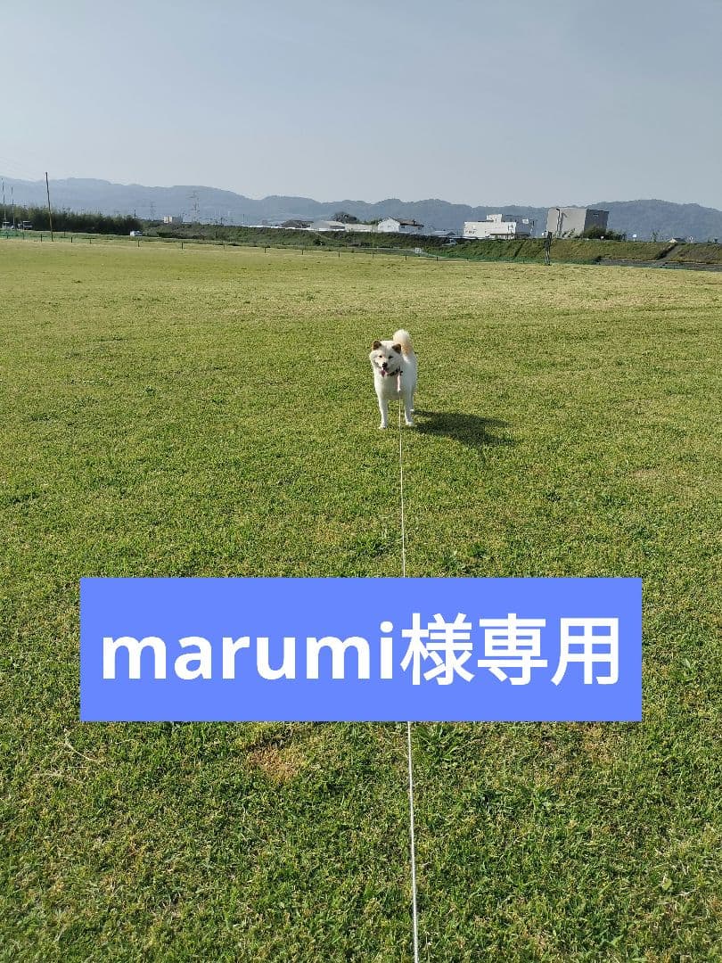 marumi〜大処分SALE開催中〜　てんたかく