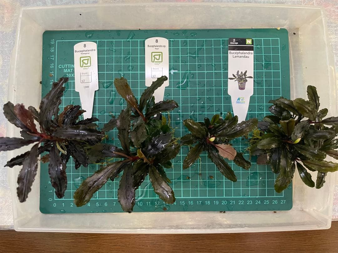 ま*ん様 ブセファランドラ 3種 4個