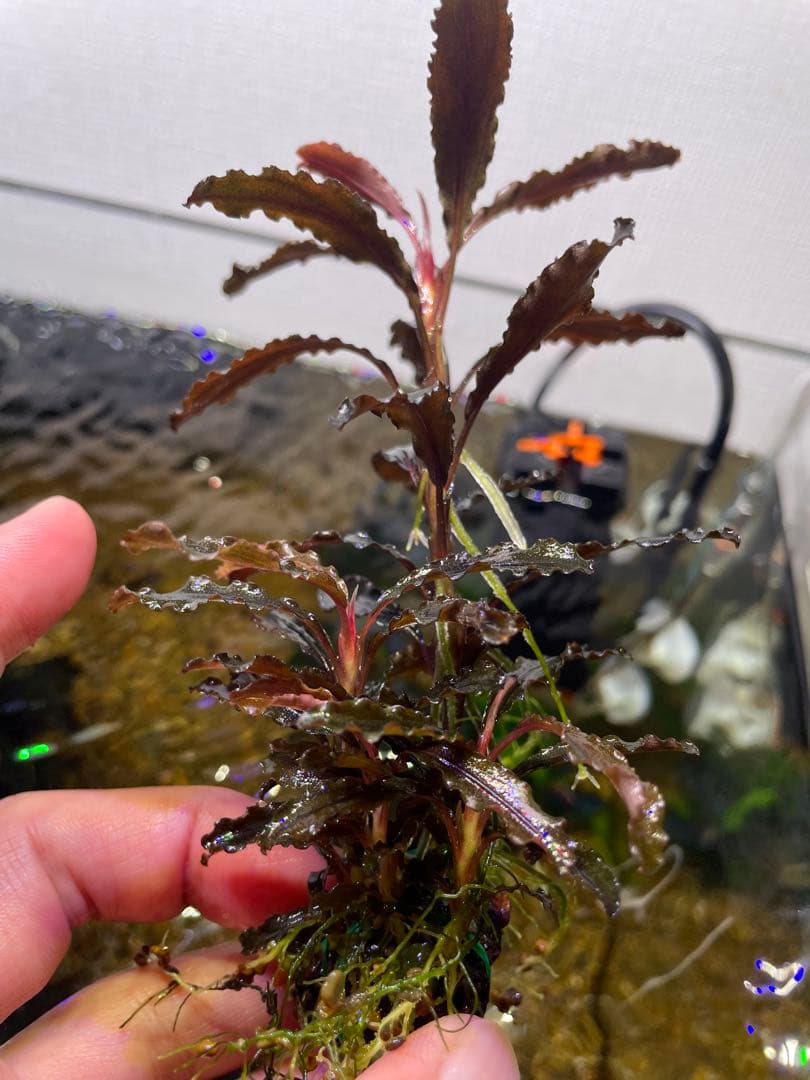 ま*ん様 ブセファランドラ 3種 4個