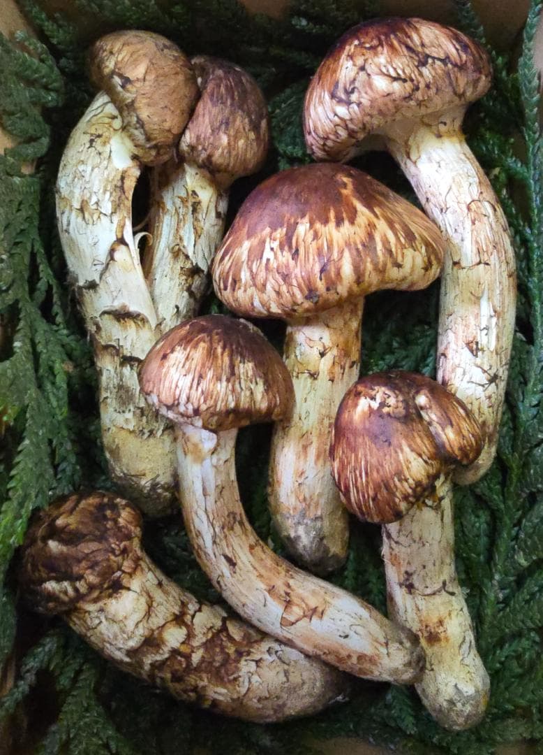 新鮮 マツタケ 332g 365g