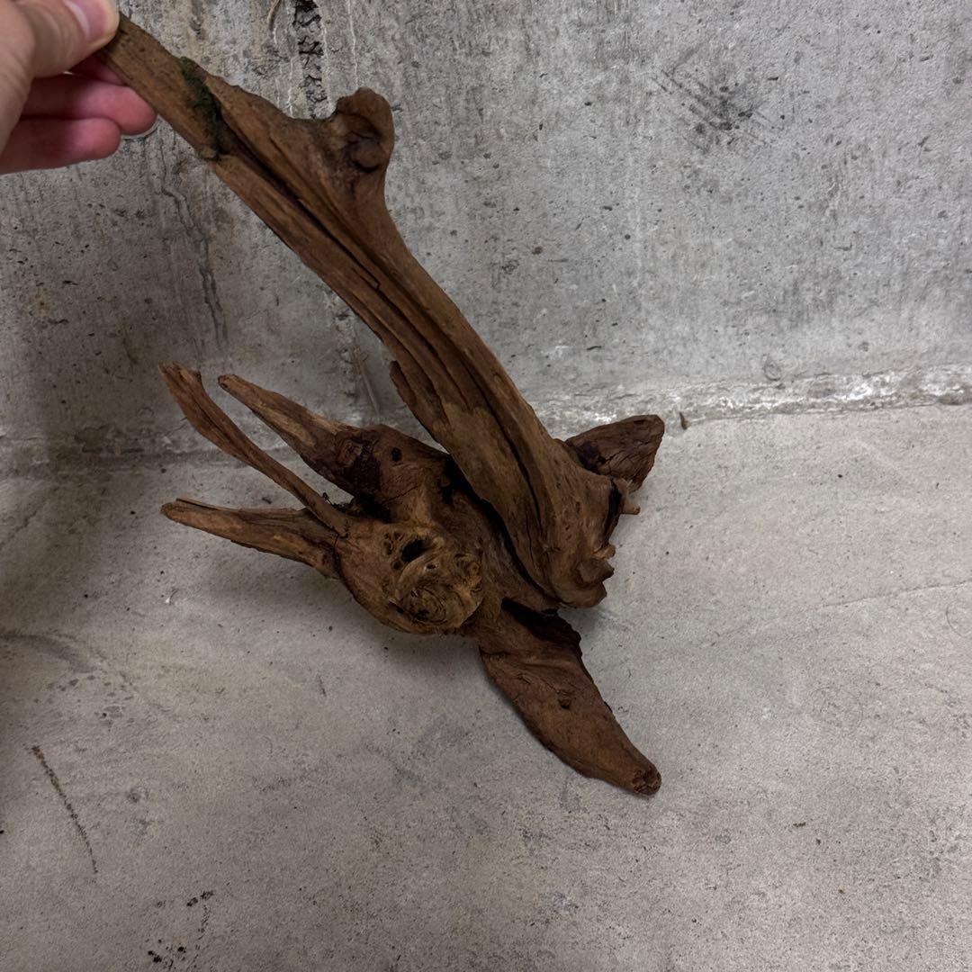 ADA ホーンウッド　流木その他　アクアリウム　テラリウム