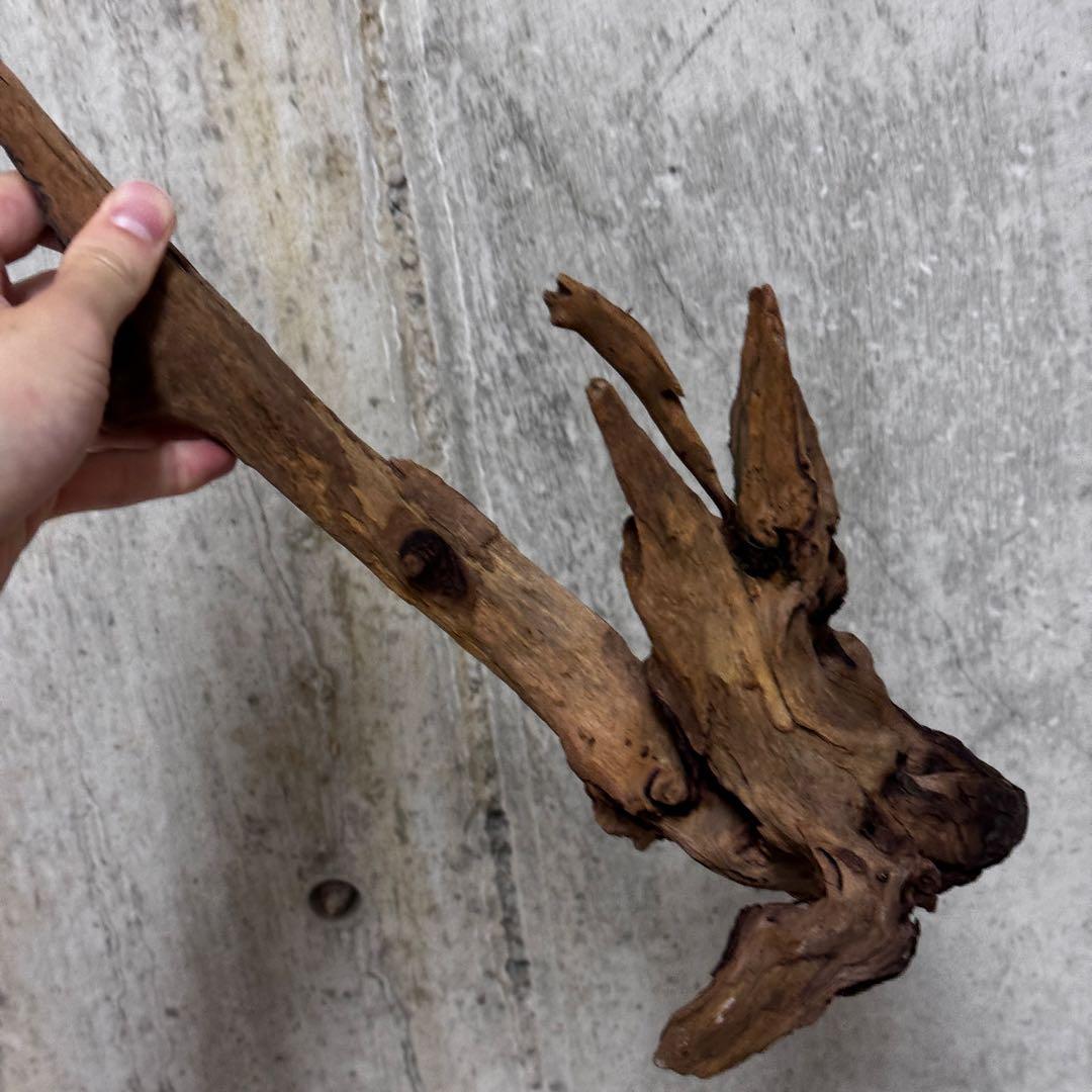 ADA ホーンウッド　流木その他　アクアリウム　テラリウム