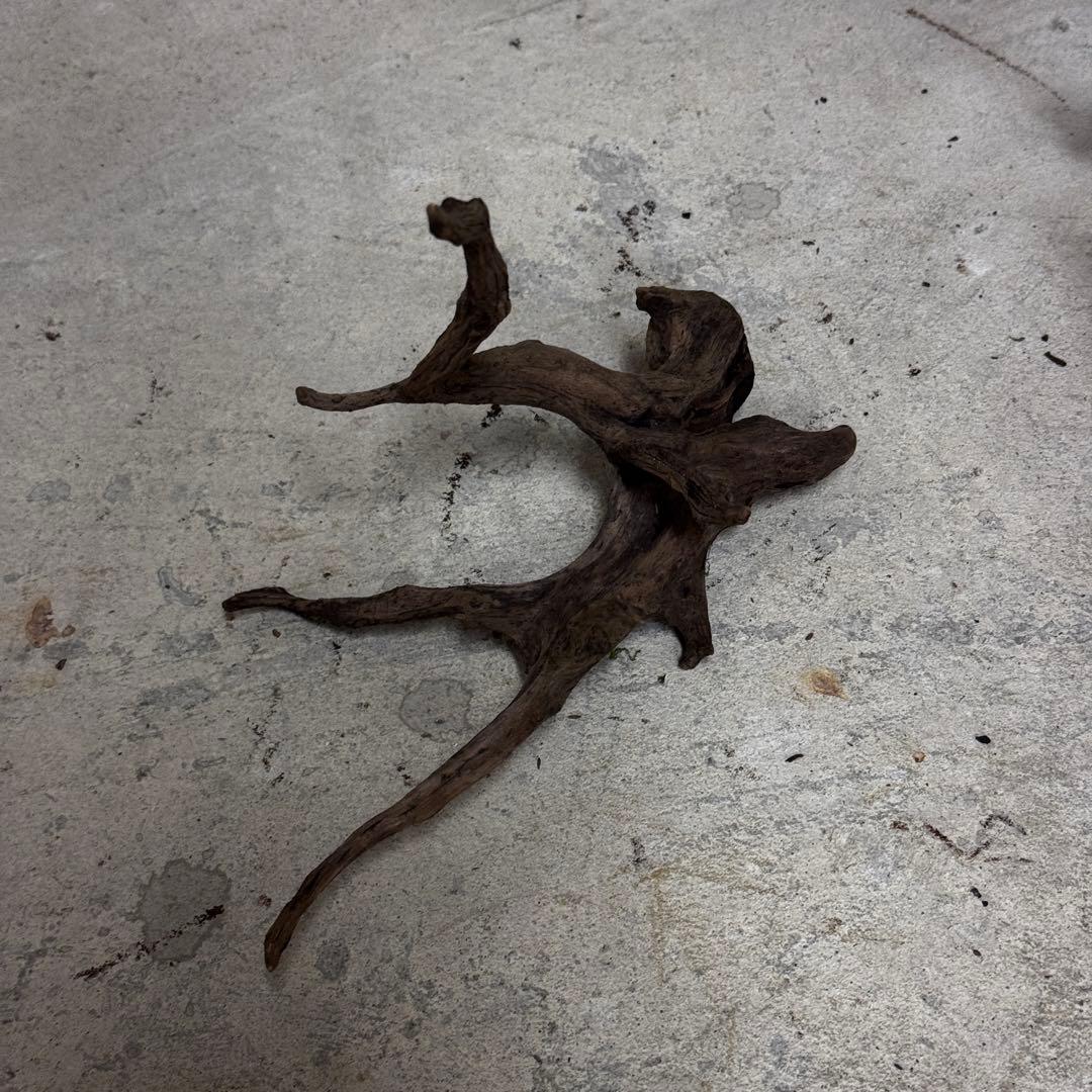 ADA ホーンウッド　流木その他　アクアリウム　テラリウム