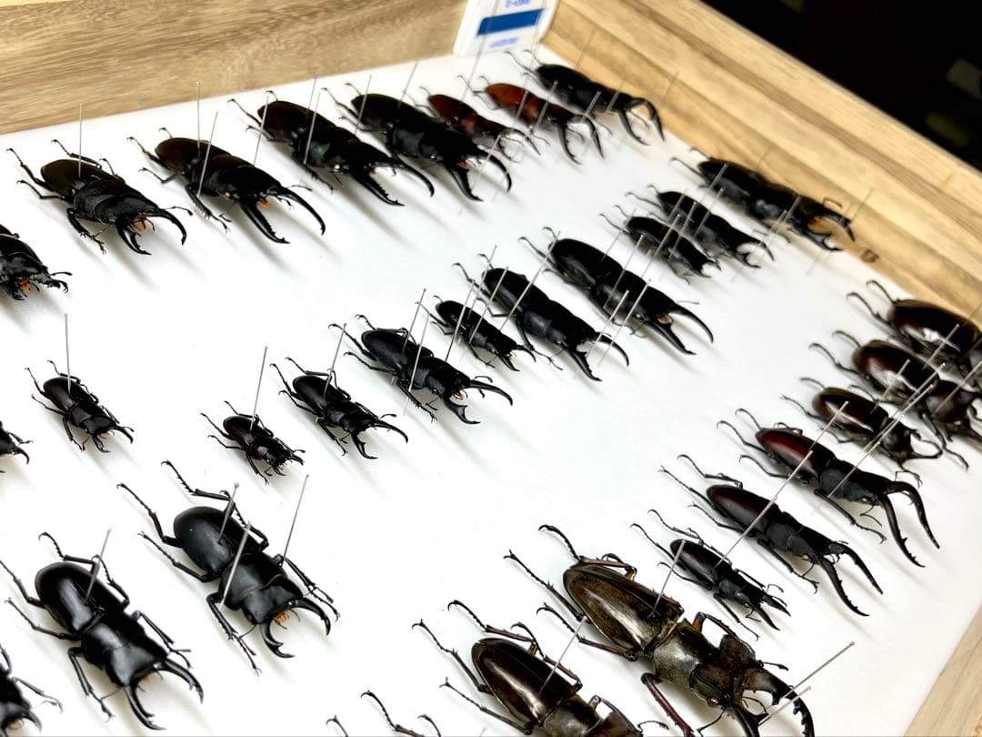 国産カブト・クワガタ　標本　34匹セット