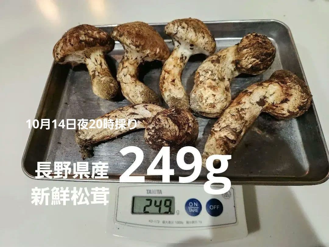 長野県　国産松茸 249g