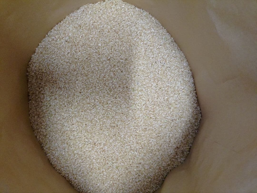 令和6年産 ヒノヒカリ 10kg 数量限定米