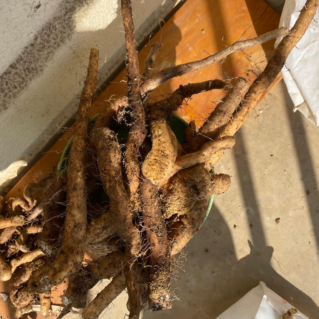 天然自然薯ーー2.5キロ