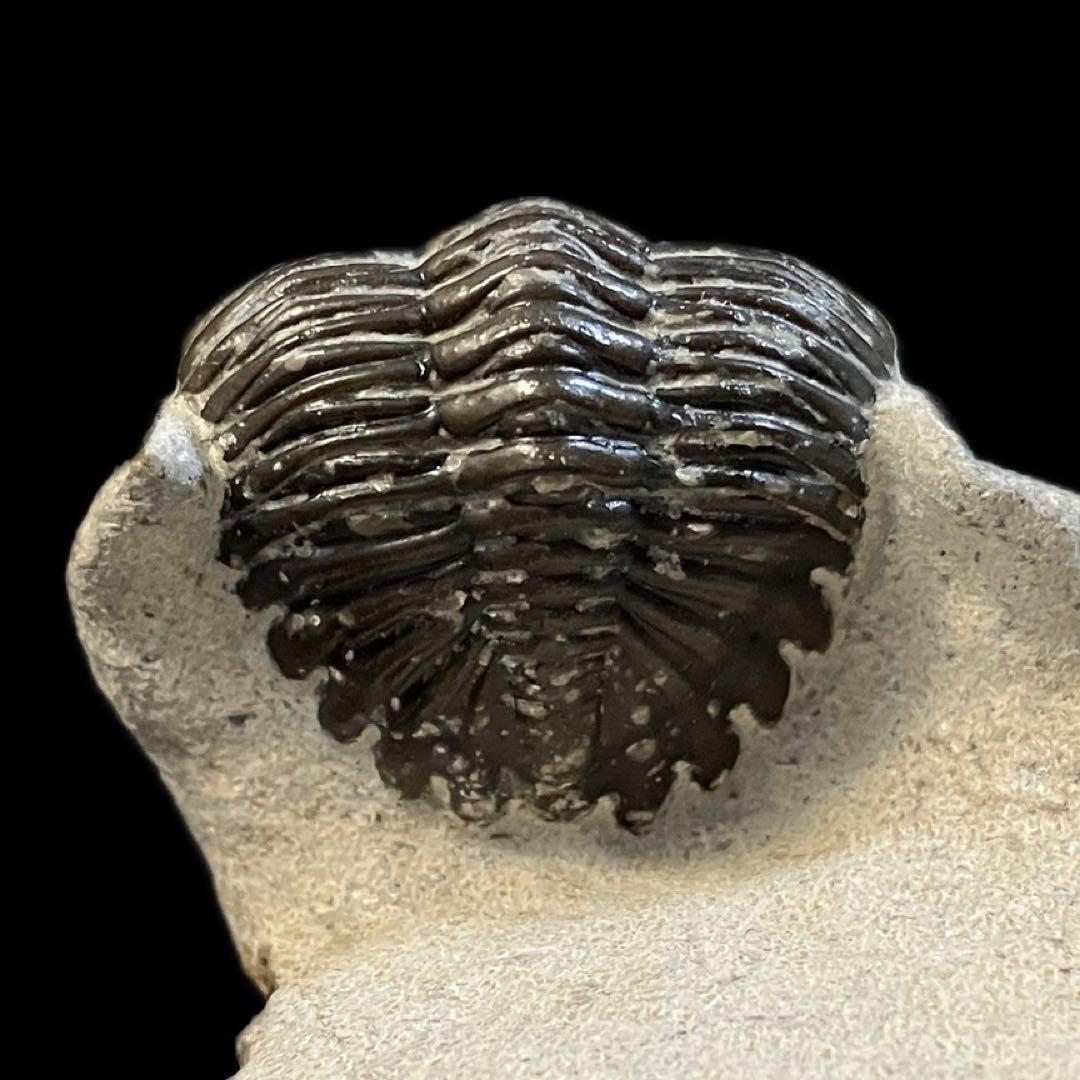 メタカンティナ　canthina　三葉虫　化石　モロッコ 産