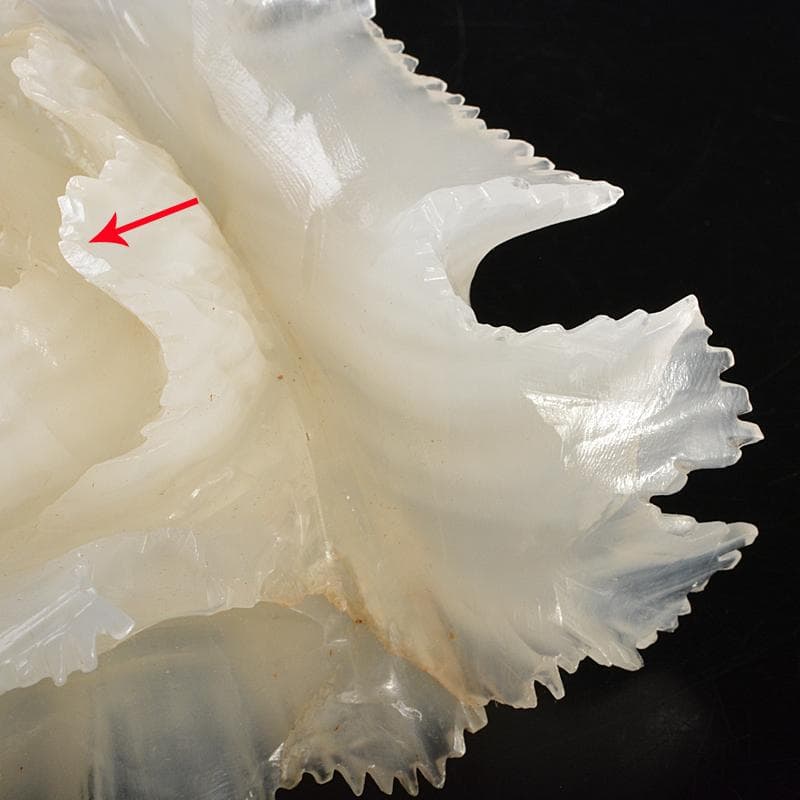 中国　玉石白玉彫刻　白菜　置物　唐木台付　V　R7211B