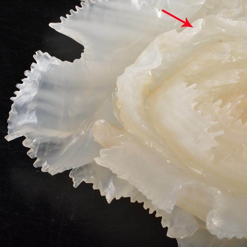 中国　玉石白玉彫刻　白菜　置物　唐木台付　V　R7211B