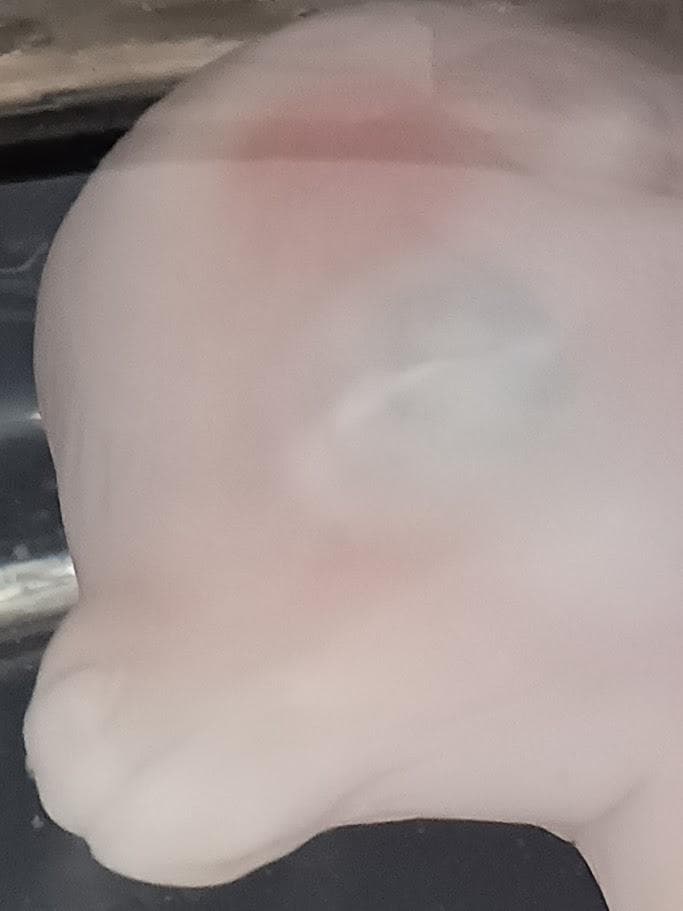 学術標本　種名ニホンジカ　胎児（♂）　エタノール浸漬標本　頭胴長約６５ｍｍ