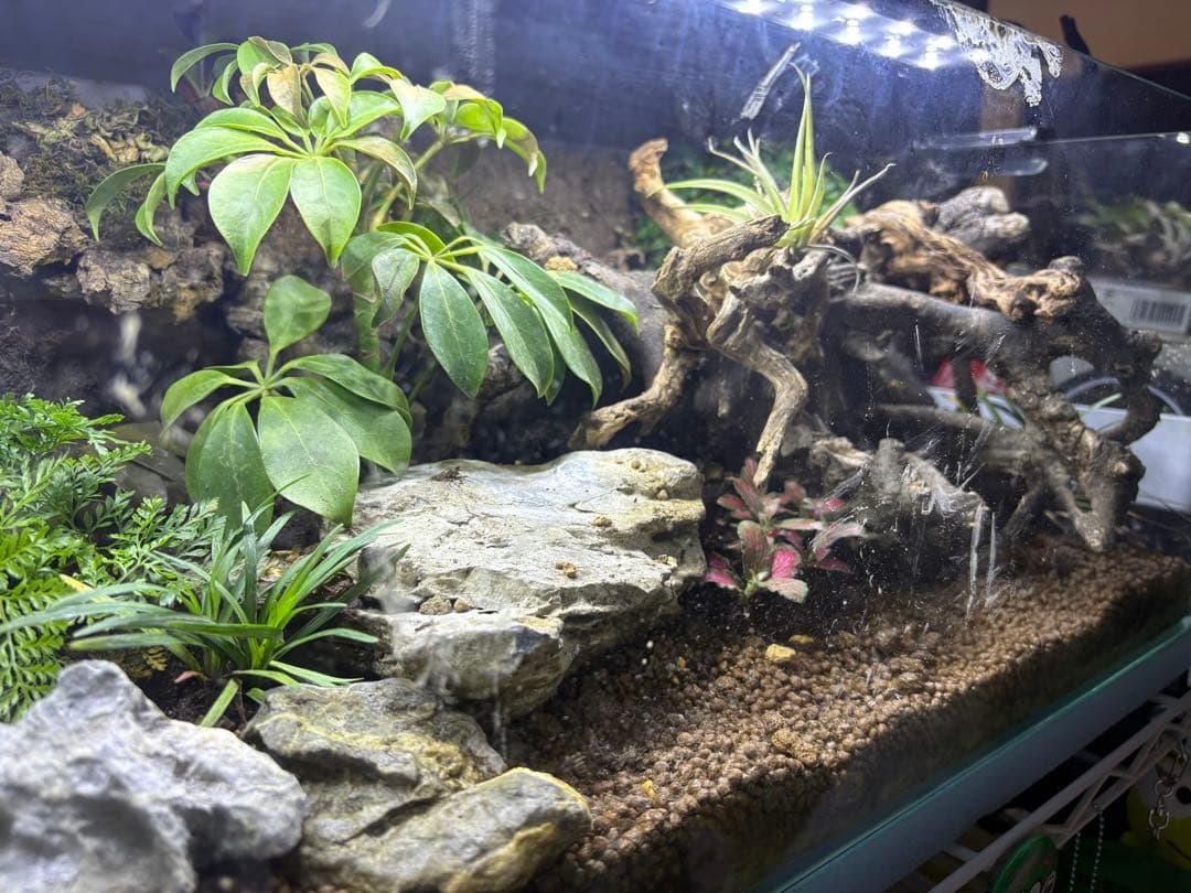 中型テラリウム水槽レイアウト 照明付き