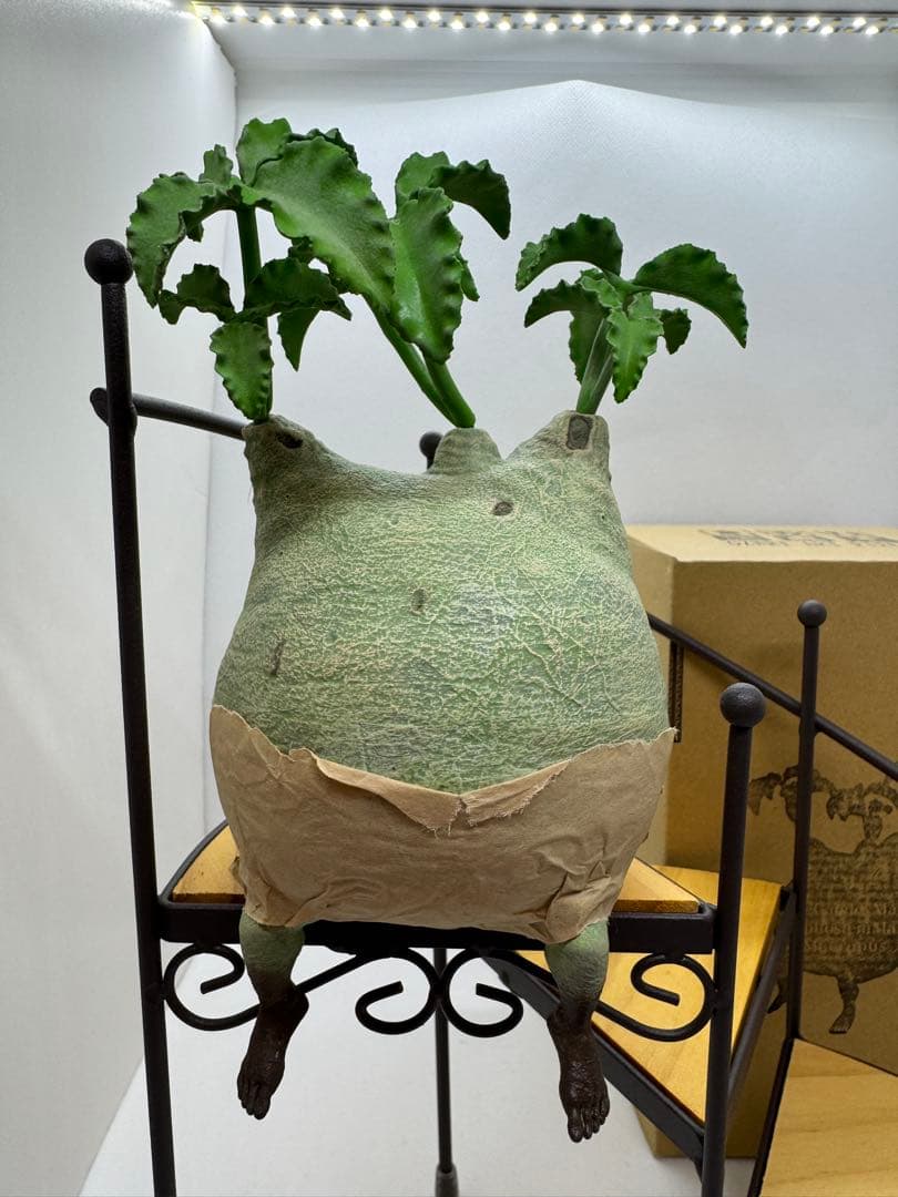 【美品】ozwrt TheCaudexMan CyphostemMan