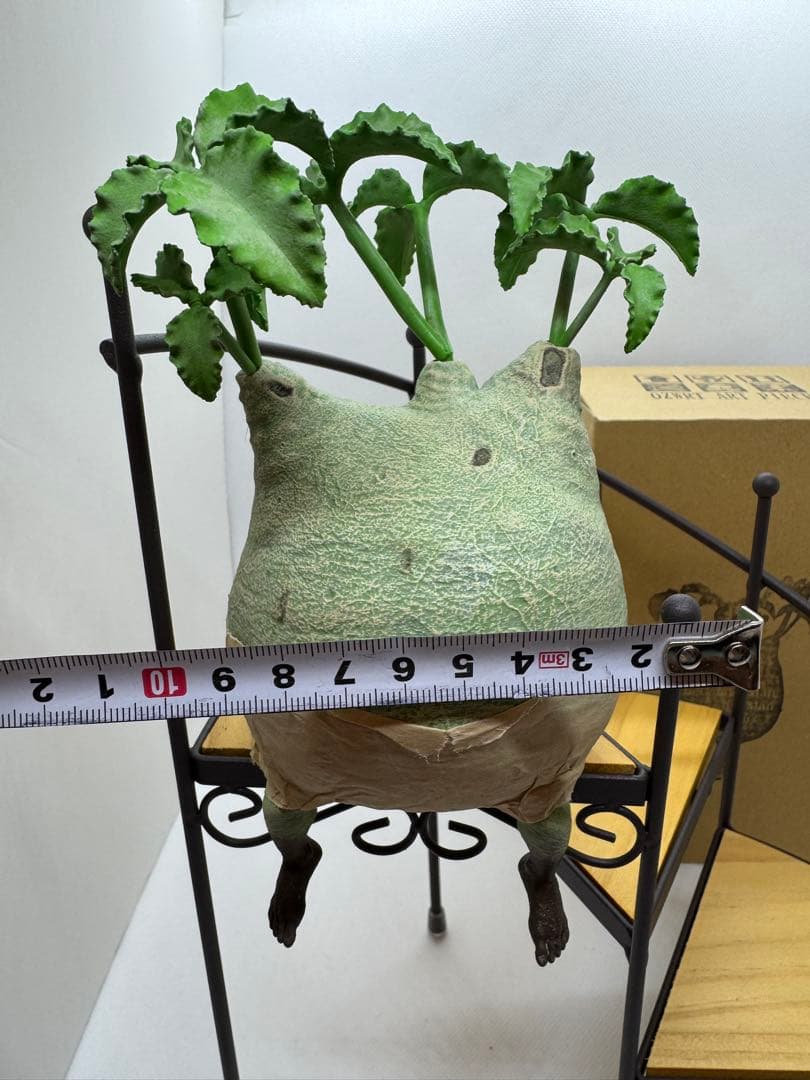 【美品】ozwrt TheCaudexMan CyphostemMan