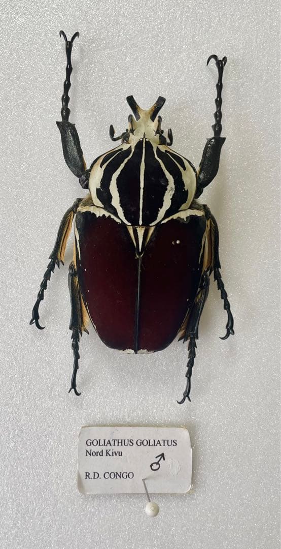 ゴライアス・ゴライアス（1オス、コンゴ産）