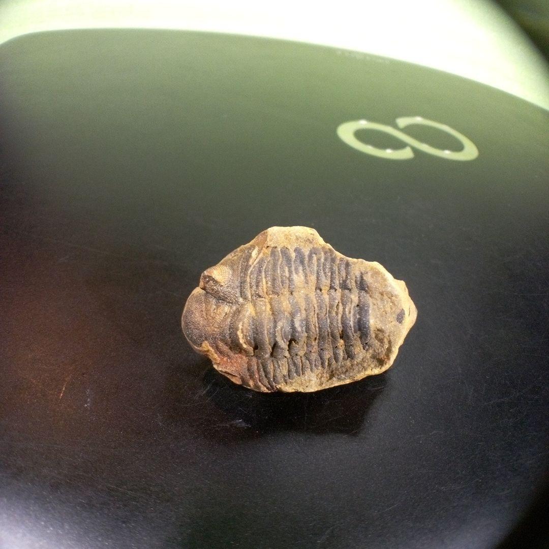 三葉虫　化石　fossil　海　ボリビア産　trilobite　海生動物分類⑨