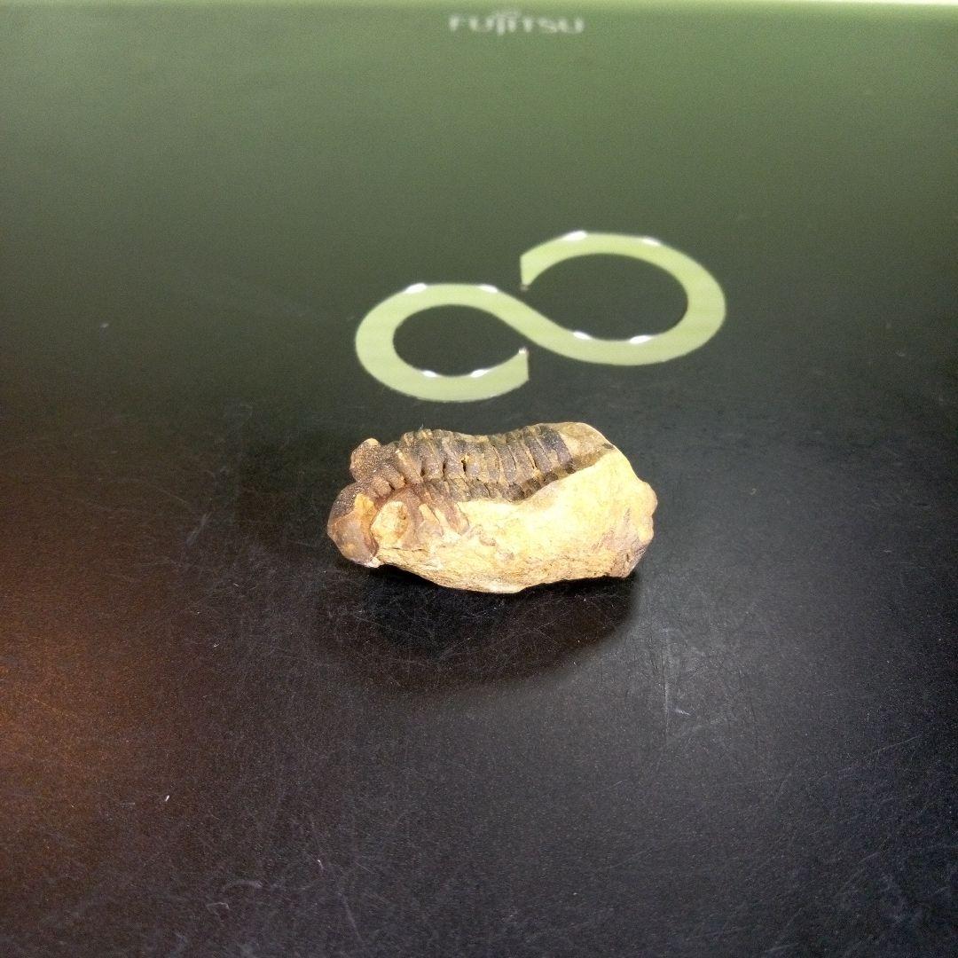三葉虫　化石　fossil　海　ボリビア産　trilobite　海生動物分類⑨