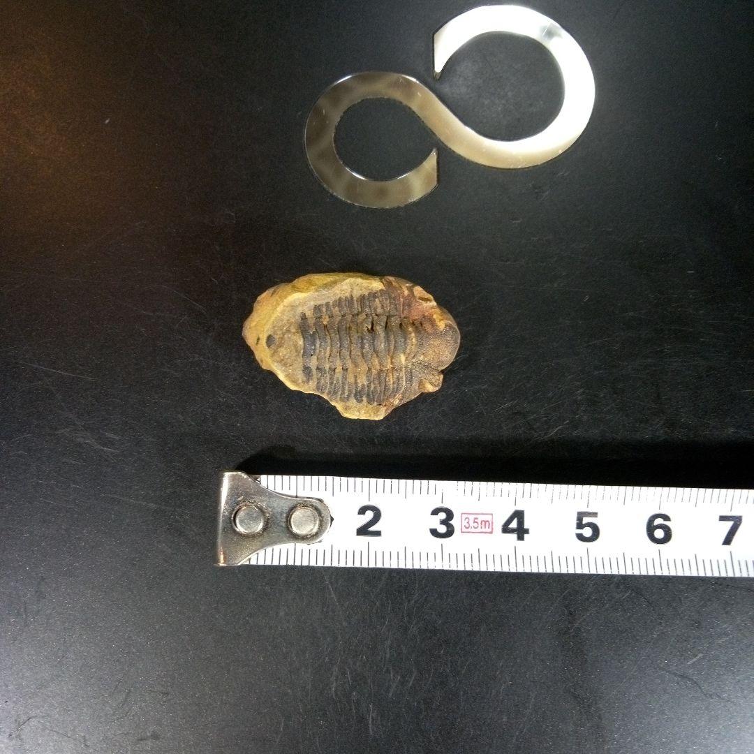 三葉虫　化石　fossil　海　ボリビア産　trilobite　海生動物分類⑨