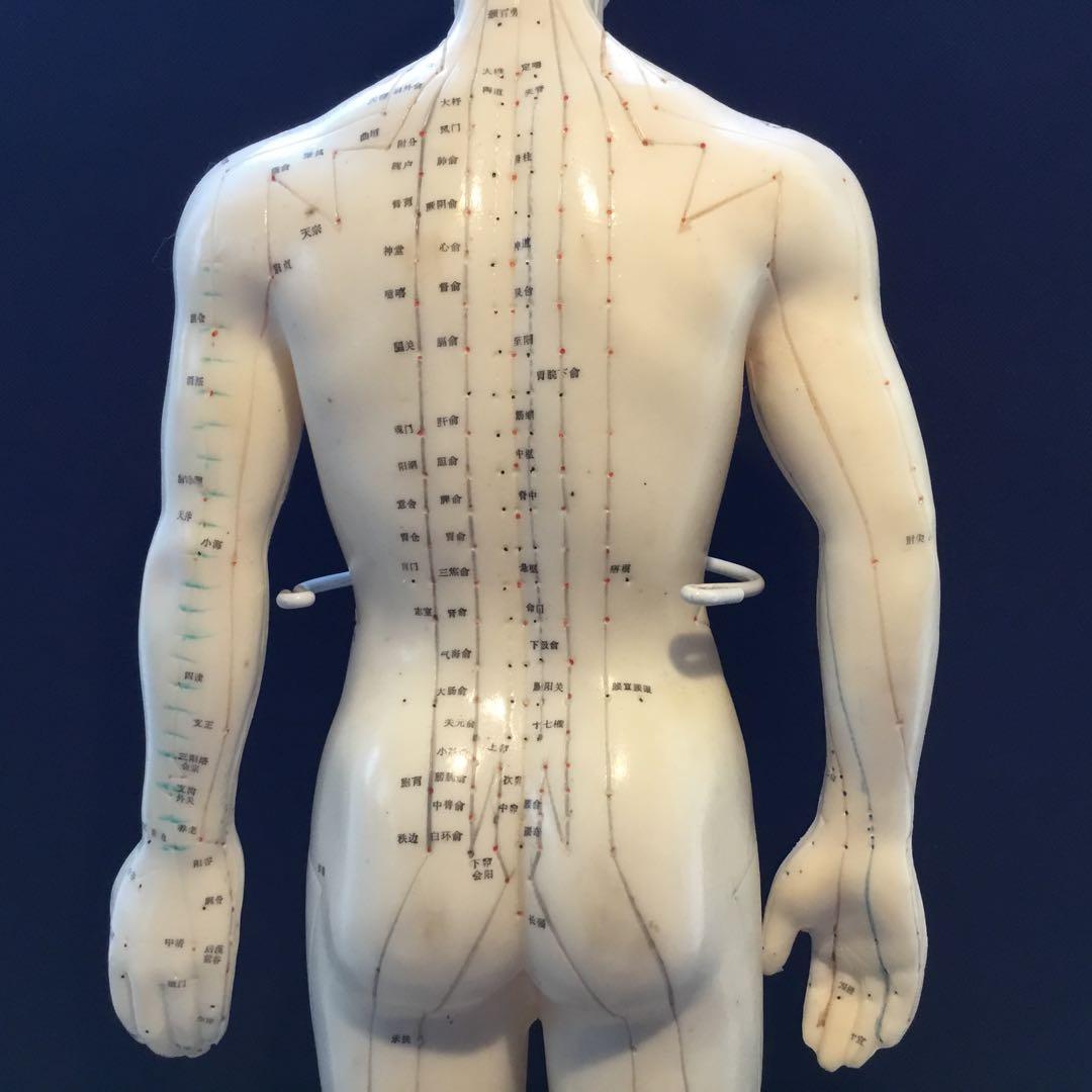 鍼灸経穴人体模型　コンプリート　中国鍼灸男性人体模型　耳　足　手