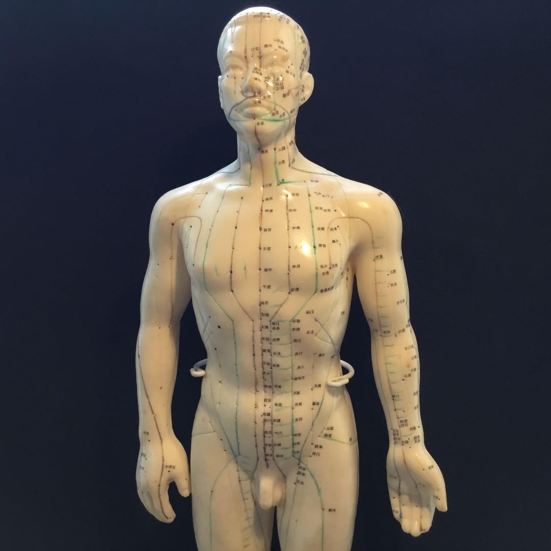 鍼灸経穴人体模型　コンプリート　中国鍼灸男性人体模型　耳　足　手