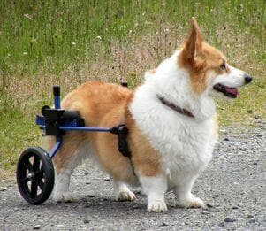 K－９中型犬（コーギー他）用 車いす・車椅子