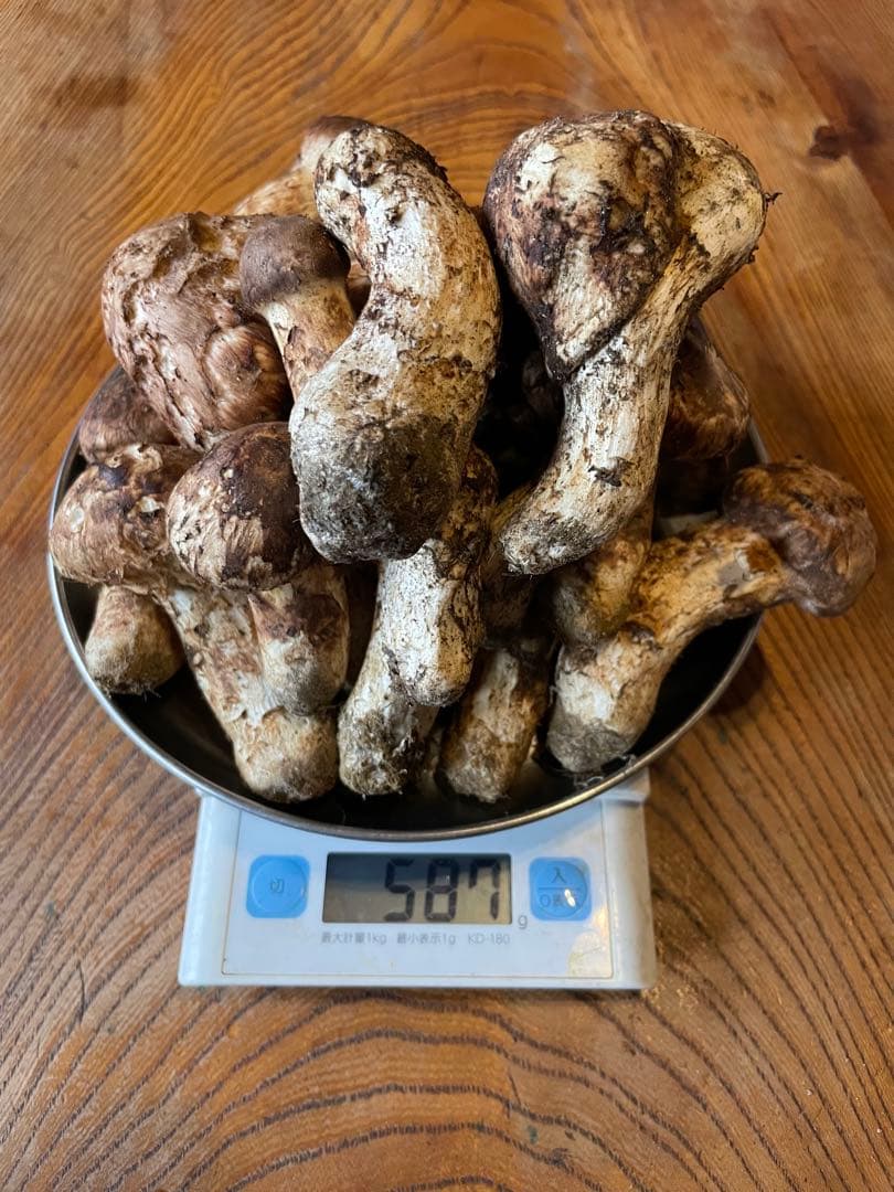 10/14 お得‼️南信州松茸　587g キズ　曲がりあり