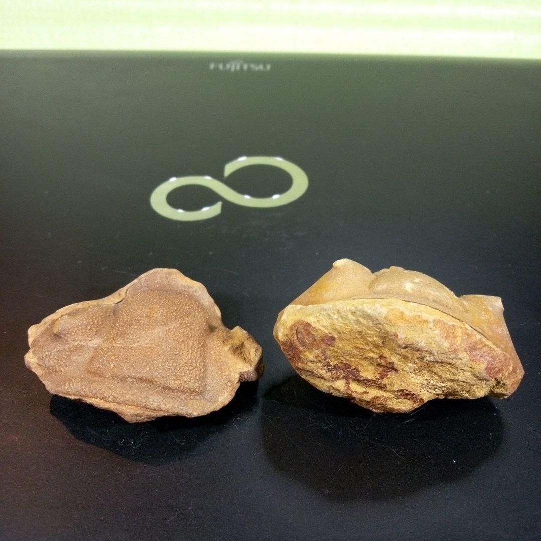 三葉虫　化石　fossil　ボリビア産　レア　Fossil識別④　２個セット