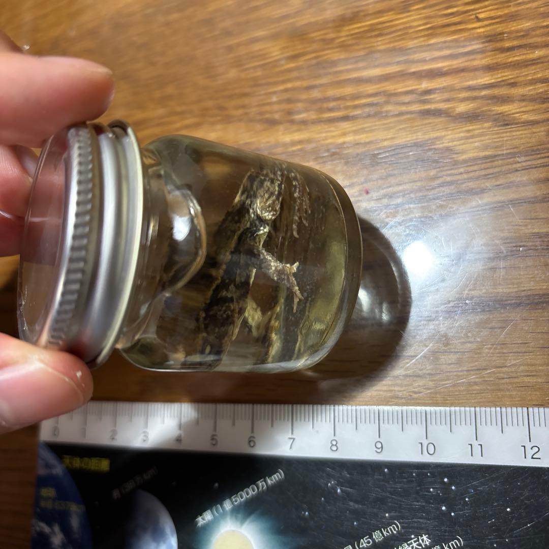 カエルの標本 ガラス製 約6cm ミヤコヒキガエル