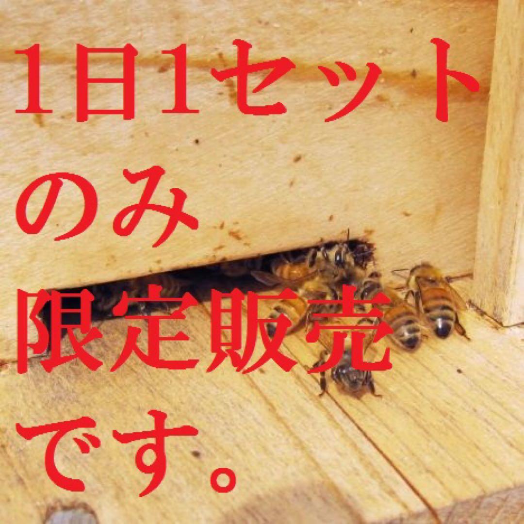 1日1セット限定【非加熱・生はちみつ】1000g×6本セット