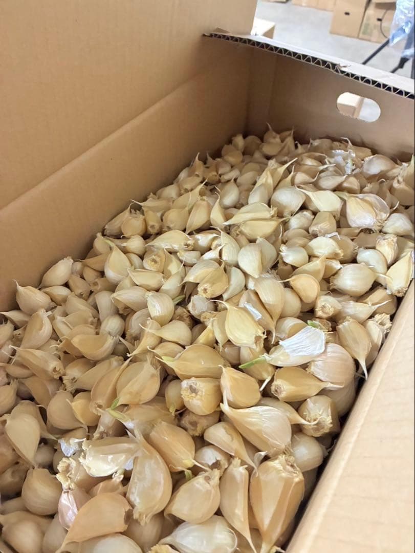 【数量限定】訳あり 青森県バラにんにく 10kg 福地ホワイト 芽あり