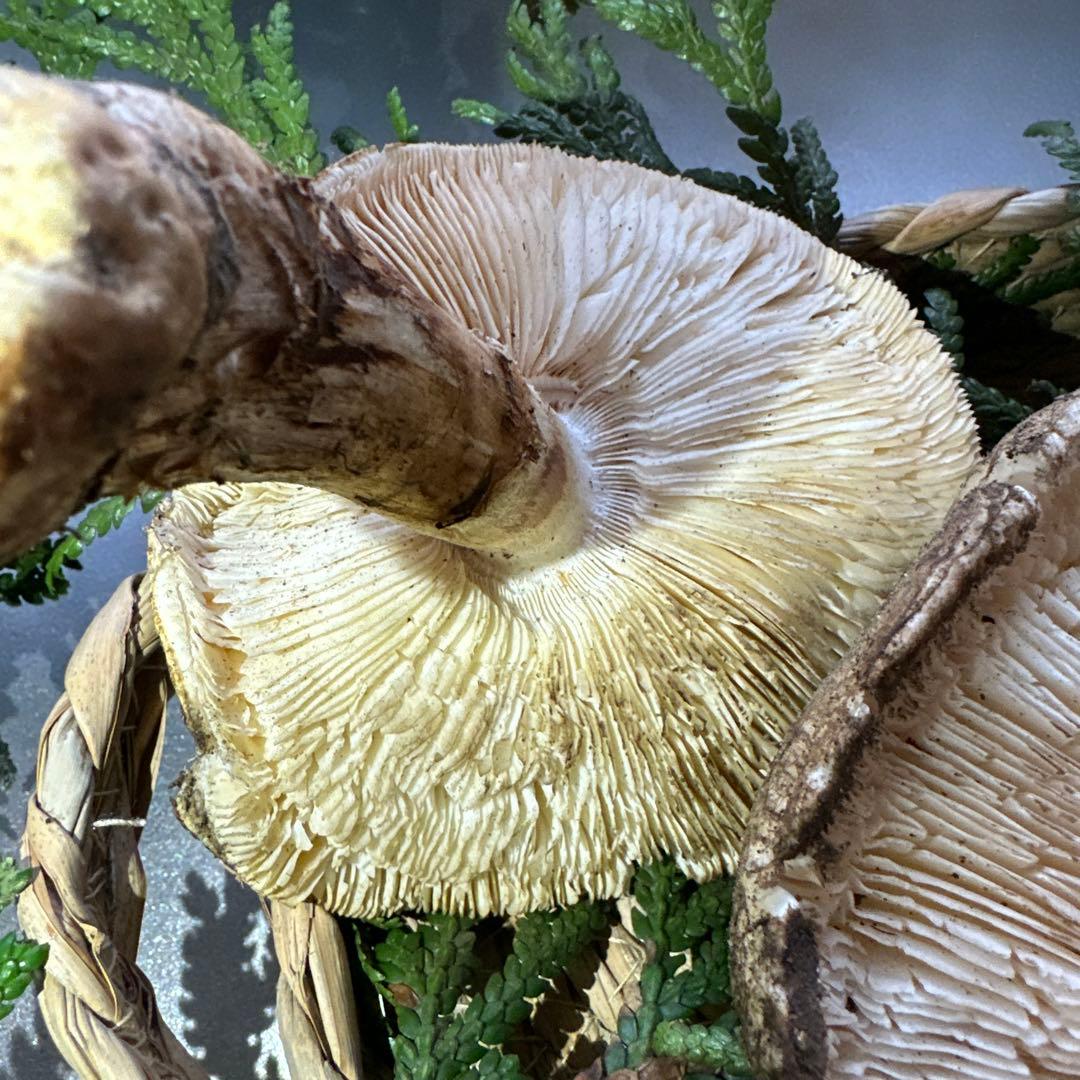 訳あり品‼️国産天然松茸‼️400g‼️