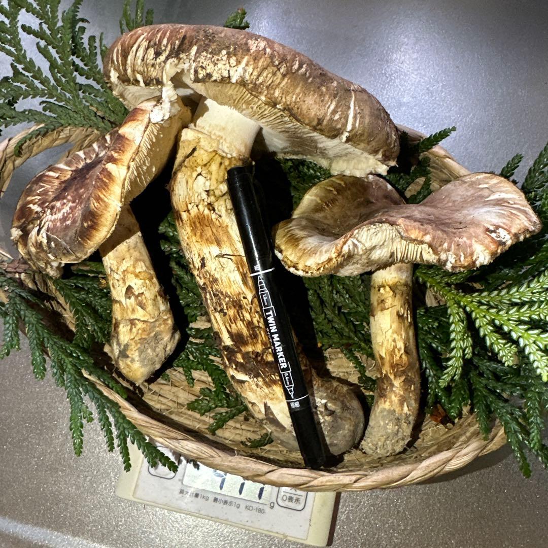 訳あり品‼️国産天然松茸‼️400g‼️