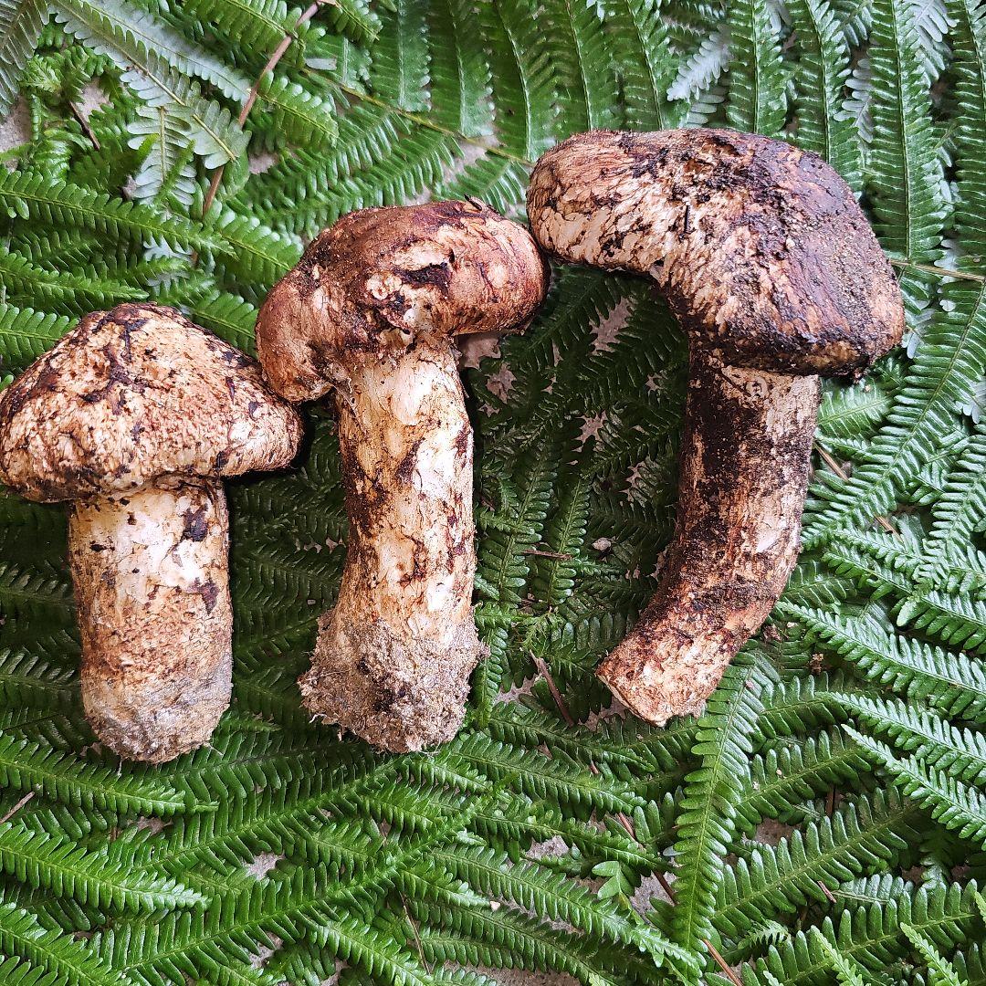 広島県産 松茸 214g