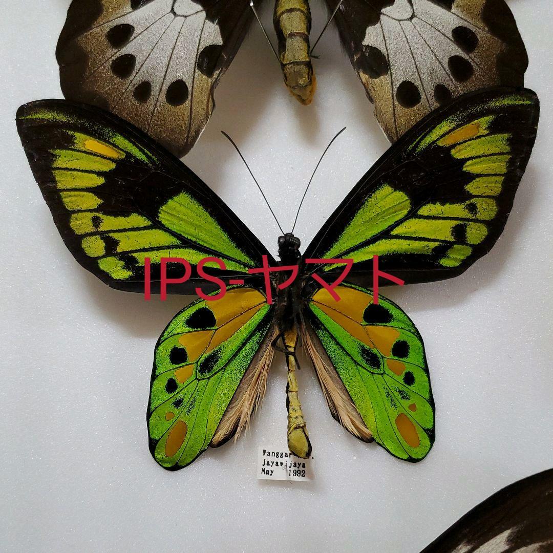 特コレクションシリーズ激レアOrnithoptera tithonus ssp.