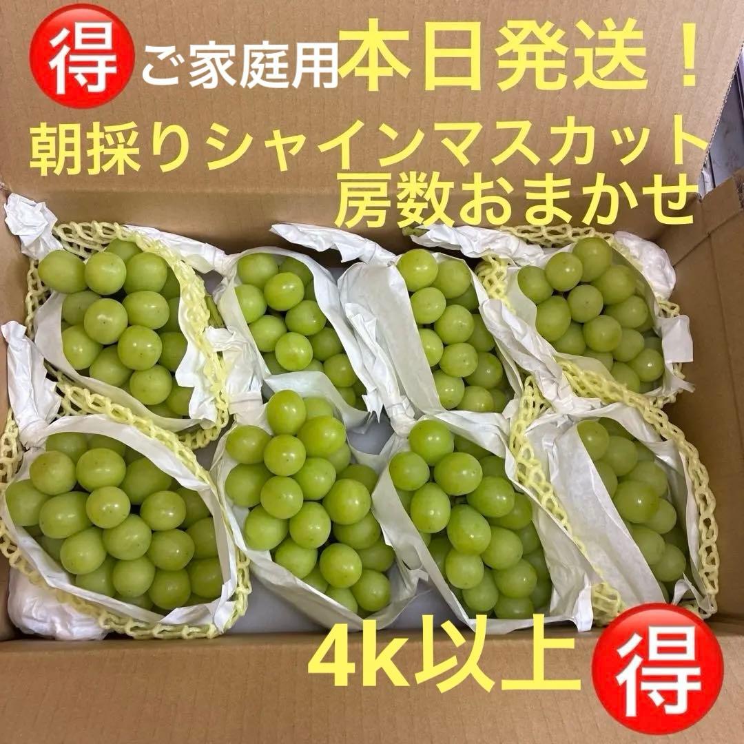 本日発送！お得！朝採りシャインマスカット4k以上/ご家庭用お得！本日限定価格