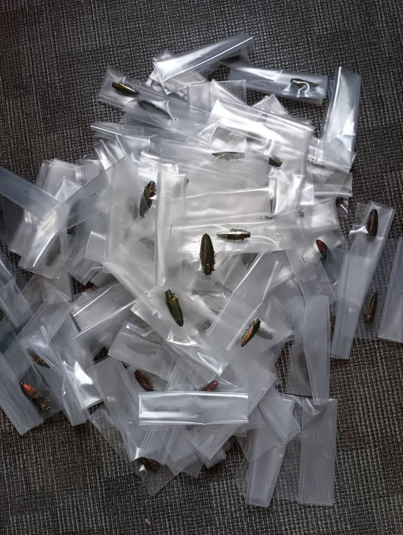 ヤマトタマムシ昆虫標本 90匹セット