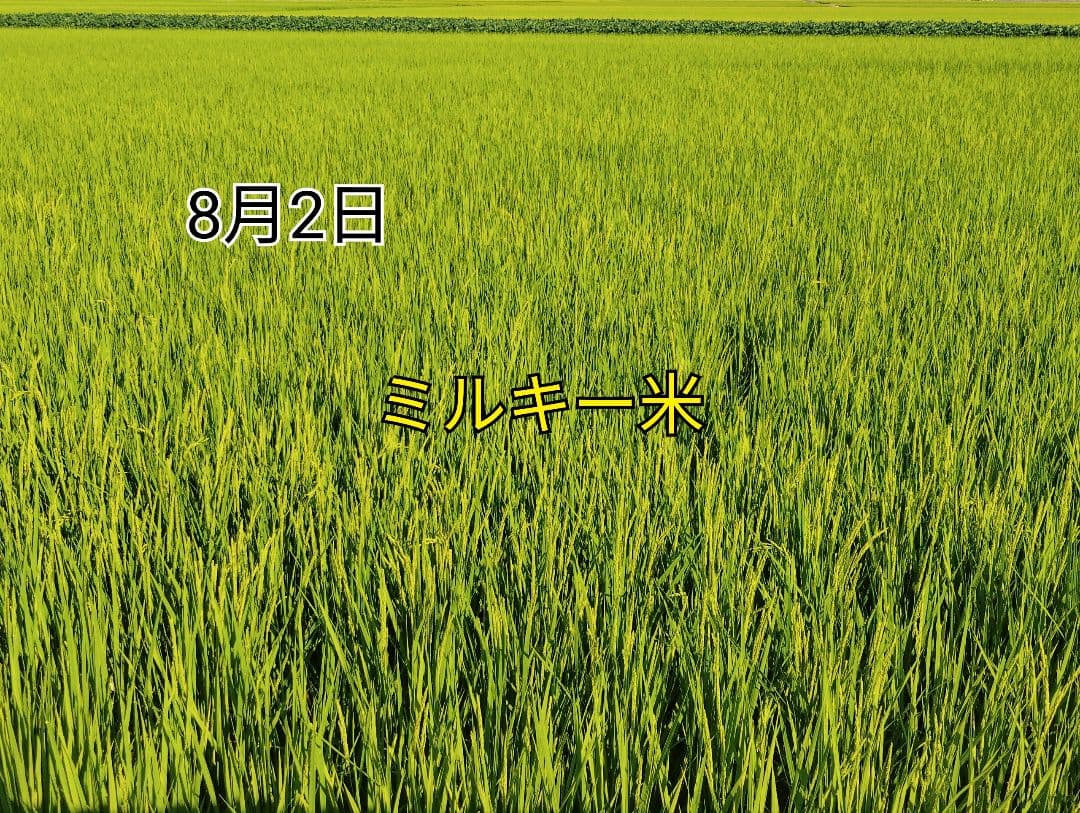 特別栽培米新潟県産ミルキークイーン20k
