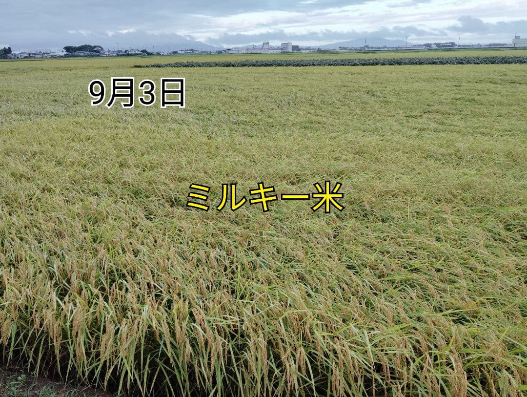 特別栽培米新潟県産ミルキークイーン20k