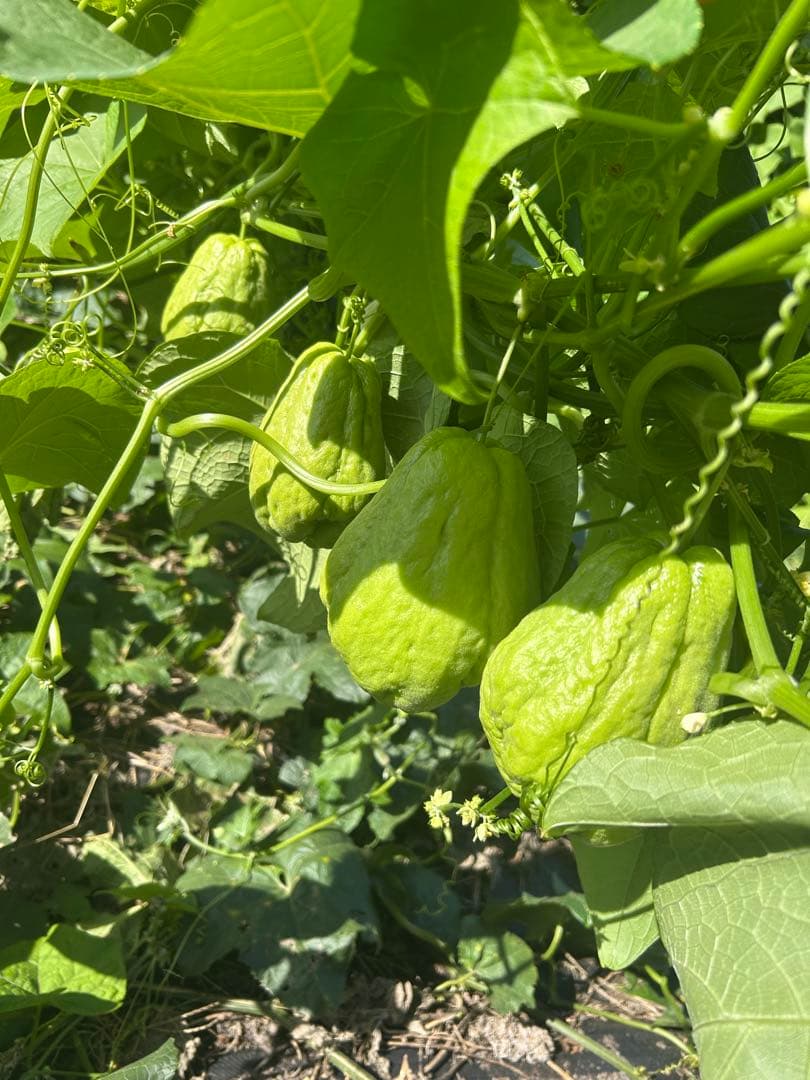 ハヤトウリ20k g一万円