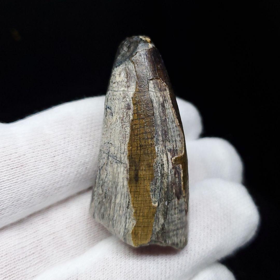 希少 スコミムス 化石 本物 ニジェール産 42.66mm sc3