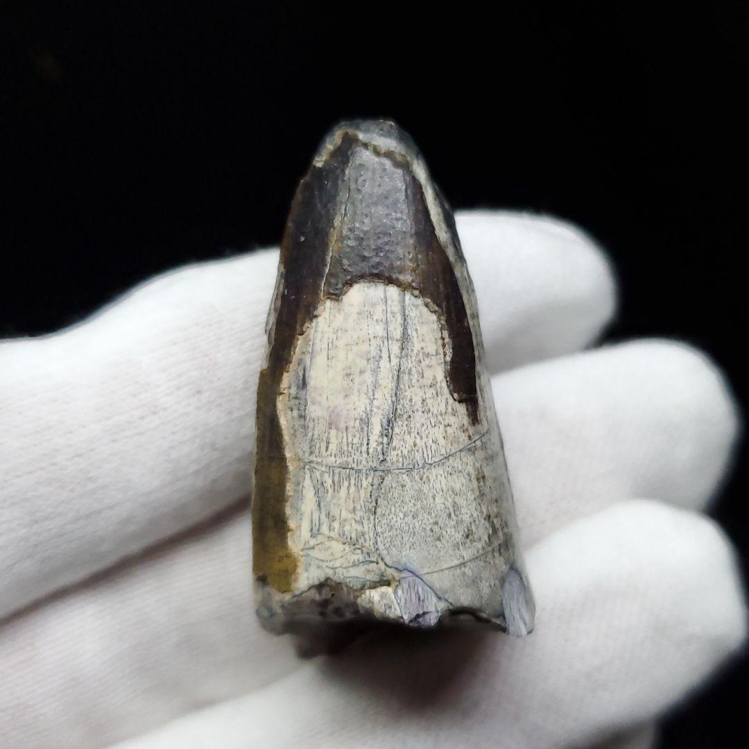 希少 スコミムス 化石 本物 ニジェール産 42.66mm sc3